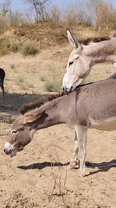 Donkeys play around jungle life village... #donkey #shorts #entertainment #Dese #lifestyle #shorts #entertainment #Desert #virals #lifestyle #fun #reels #animal #funnyanimals #animallover #loveanimals #camels #village #villagelife #vlogs #nature #wildlife #crazy #petlover #amazingvideo #unitedkingdom | Lizzy animals