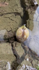 Orange Pearls In Shell | Brian Freeman A