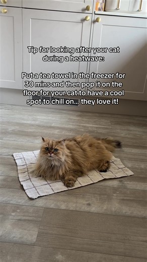 How to Keep Your Cat Cool: Freezer Tea Towel Hack