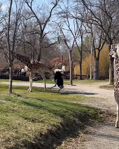 This giraffe has had enough of ostrich's antics! | Creative Bee