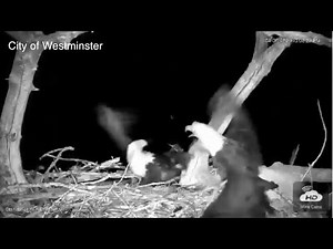 'Eagle Cam' in Colorado Captures Surprise Attack