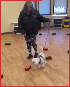 199K views · 952 reactions | These little dogs are mastering the wall climbing trick!  | LADbible | Facebook