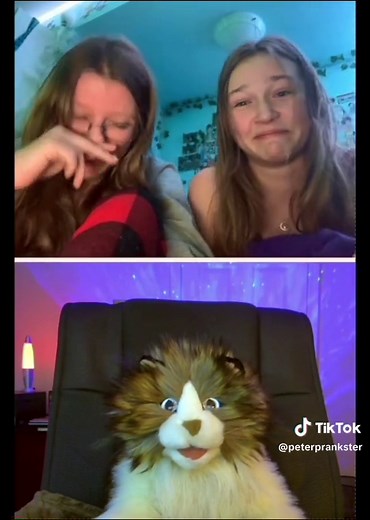 Funny Comedy Cat Moments with Peter Prankster