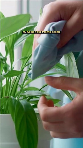 12 Indoor Gardening Tips for Big and Healthy Houseplants #houseplants #indoorplants #shorts