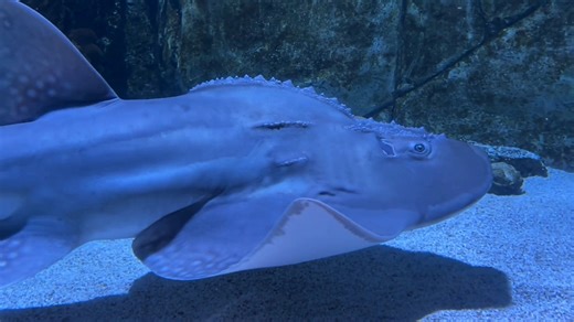 Shan the NEW Shark Ray is cruising through the Surrounded by Sharks tunnel! You'll notice Shan has a dorsal "thorn ridge" over her eyes and down her back. These spiked ridges are used for protection. Meet her now during #SharkSummer! SAVE with Plan Ahead Pricing: https://bit.ly/45vsFCY | Newport Aquarium