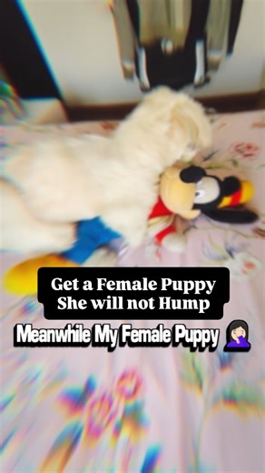 Stella The Tiny ShihTzu on Instagram: "A Dog can hump because of multiple reasons. Humping is not always bad for them.. Sometimes a dog hump just to release energy or showing excitement... . . If a Dog is humping way more than normal then you must visit vet or pet behaviourist to understand the reason. Don’t assume things.🤷🏻‍♀️ And ofcourse it’s a big myth that only male dogs hump!!🤭😅 . . #hump #humpday #behavior #dogbehavior #dog #dogs #doginfluencer #doginformation #doginfo #foryou #fyp #f