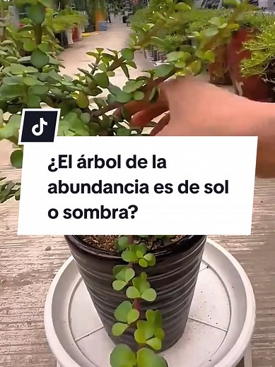 Cuidados del Árbol de la Abundancia: Sol o Sombra