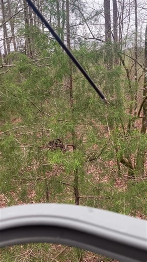 Single file everybody😂 #jesus #turkeys