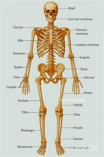 #Human skeleton #Class9to 12 #Biology #Tuff and ruff class