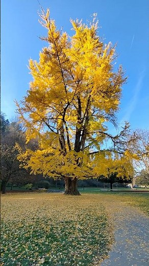 The color of this ginkgo biloba tree is unbelievable. #nature #trees #gingko