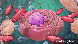 Biology: Cell Structure I Nucleus Medical Media on Make a GIF