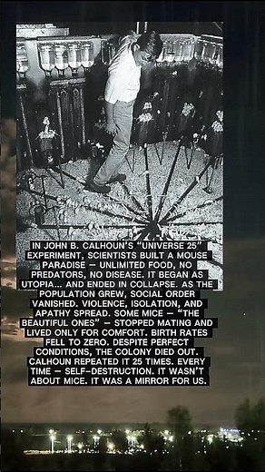 The Mouse Utopia That Destroyed Itself 🐭💀