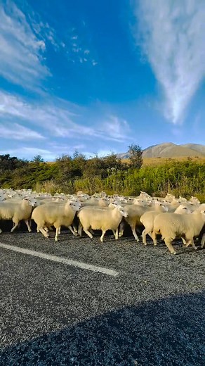 New Zealand Sheeps: An Integral Part of the Country's Identity New Zealand is renowned for its stunning landscapes, lush pastures, and thriving agricultural industry, with sheep farming being a significant contributor. The country's favourable climate, rolling hills, and lush grasslands create an ideal environment for sheep to thrive. *Interesting Facts:* 1. *Sheep-to-human ratio:* New Zealand has a remarkably high sheep-to-human ratio, with approximately 25 million sheep and 5 million people. 2