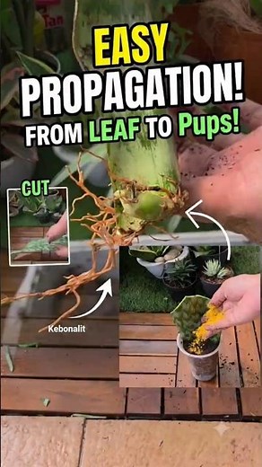 The Secret to Perfect Snake Plant Propagation 🌱