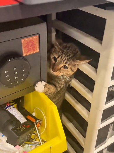 Cats Getting Scared: Hilarious Reactions to Surprises