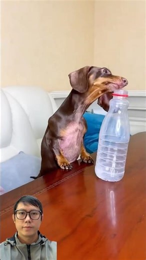 Mommy drank all of Dogi's milk 😖