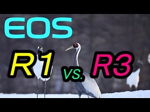 EOS R1 VS. R3 解像力対決