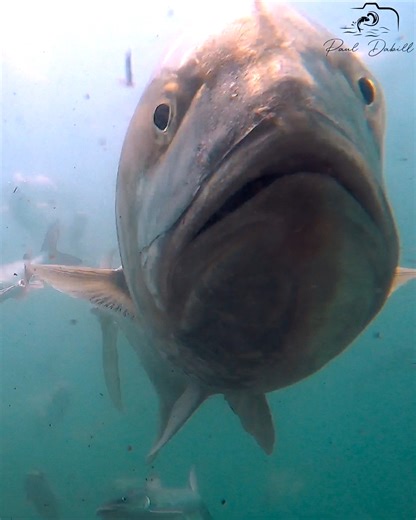 10K views · 208 reactions | Jupiter Inlet fishing charter yields a bounty of kingfish, and a mesmerizing underwater spectacle as jacks and catfish fight for scraps! Filmed May 29th in Jupiter, Florida. | Paul Dabill Photography | Facebook