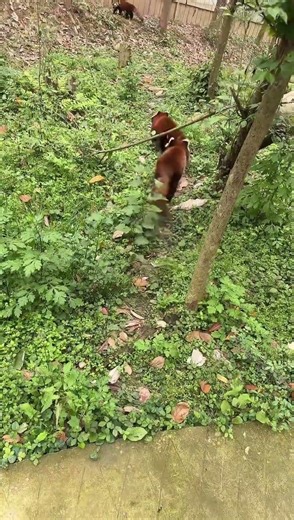 This is a type of sound red pandas make #redpanda