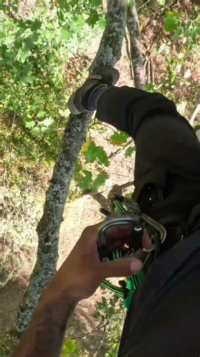 ITCC practice using the Buckingham Throttle #throttle #climbing #arborist #treeclimbing