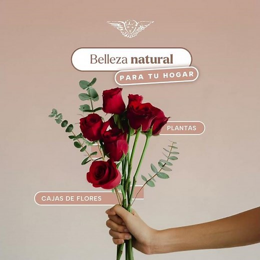 Belleza Natural para tu Hogar. Flores a Domicilio