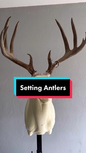 Setting Antlers on a Mannikin: Taxidermy Tutorial