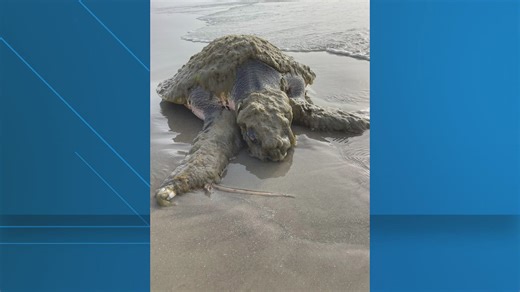 Massive Kemp’s ridley sea turtle rescued after washing ashore on Texas coast