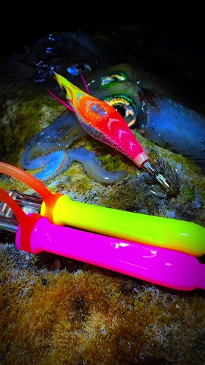 ‏#leader_fishing_amberjack