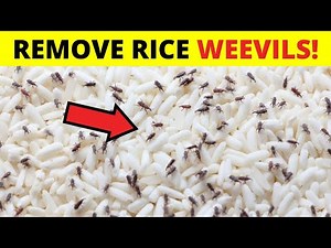 How to Get Rid of Rice Weevils (Step By Step)