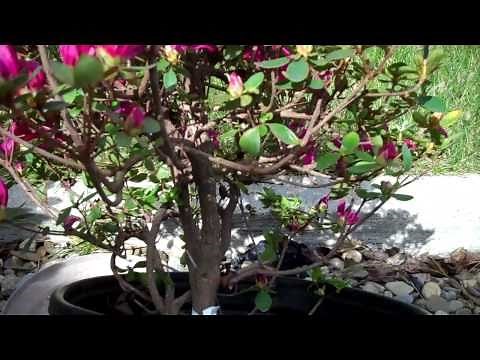 How to Create Azalea Bonsai from a Nursery plant: Part 1 Plant selection and Pruning.mp4