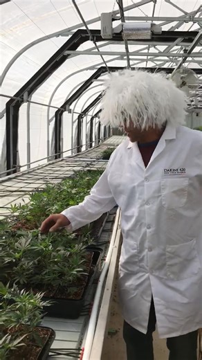 If you want the healthiest clones/seedlings you've ever had, give us a grow and add Atomic Root Powder to your arsenal! BIGGER THE ROOT, BIGGER THE FRUIT!!! Atomic Root Powder will help your plants produce amazing buds and bigger yields! Use code LABORDAY40 for 40% off MSRP on Nutrients and Microbials! Free shipping on orders of $75 and more. (Free shipping doen't apply to coco products) | Dakine 420