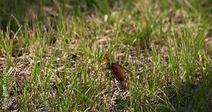 The Chafer Beetle, also known as a May Bug, sitting on green Plant. The Pest control in the Gardening and Agriculture. Wildlife.