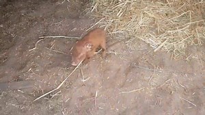 4K views · 15 reactions | Just when you think you are on track setting up for trade today Francine decided to shift camp and give birth. We are now having to shift Princess Ruby and relocate Francine and her babies to the better hoocy on this cold morning. Come and see us. Take us you find us and love us anyway @HappyPigFarmAustralia Stanthorpe | Happy Pig Farm | Facebook