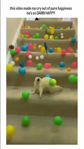 this video made me cry out of pure happiness he's so DAMN HAPPY 🥹😍