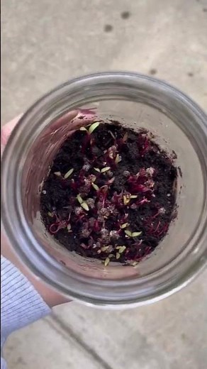 Grow Beet Microgreens in a Jar