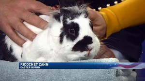 WATCH: Theron Zahn shows off his rabbit Ricochet in the spirit of Easter and explains why bunnies don't exactly make the best Easter gifts. | KOMO News