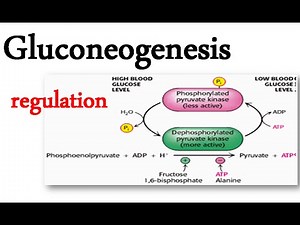 Gluconeogenesis regulation