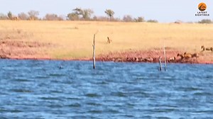 These desperate impalas run into 7 lions, to escape they need to try and jump over them. | MAX Nature
