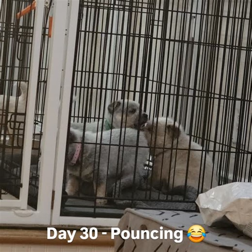 Day 30 - The puppies have figured out pouncing, jumping and wrestling 😂 Daisy and Bear Litter 11.04.25 . . #rundownranch #rundownranchcattledogs #heeler #ACD #BlueHeeler #RedHeeler #HeelerLife #CattleDog #CattleDogs #CattleDogsofInstagram #CattleDogPuppiesofInstagram #CattleDogPuppies #CattleDogPuppy #HeelersofInstagram #ACDsofInstagram #Heelergram #CowDog #HeelerPuppy #HeelerPuppies #ACDPuppy #ACDPuppies #DaisyGirl #SunshineontheMountainMeadow #BlueBear #SmokeontheMountain #ProudGoodDogBreeder