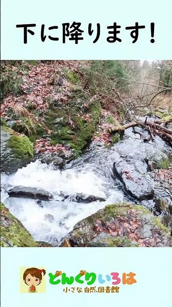大物ヒット！尺イワナです♪【渓流釣り】