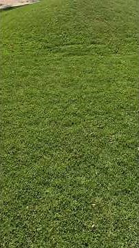 paspalum grass grass moving strumming and edging