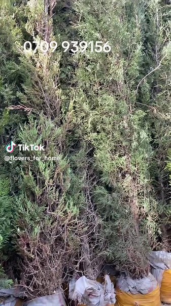 Туи можжевельники пирамидальной формы стриженные , рост от 2,5 до 3 метров , последние 14 штук по 1000 сомов оптом , 0709 939156 #саженцыбишкек #можжевельникоптомбишкек