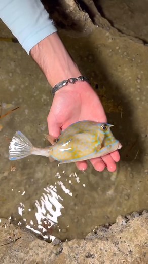 Searching through tide pools at night🌊🔦 | The Fish Guys