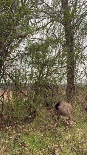 German Shorthaired Pointer and flushing pointing silver lab #quailhunting