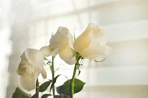 What Does a White Rose Mean? 7 Single White Rose Symbolism