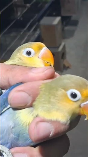 Ma sha Allah parblue split pale fallow babies ❤️ #birds #lifeisbutadream #whowillbemylifepartnerta