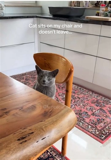 The Comfy Cat: Why Chairs Are Always Warm