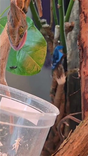 Leon the Sniper… almost 😅