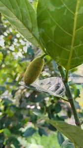 1.8K reactions · 28 shares | Uy nag pa flowers na ang ating Thailand Langka  #plants #fruits #jackfruit #gardening | Marjon Tolentino | Facebook