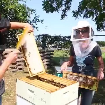 8.6K views · 31 reactions | Collecting Fresh Honey #Beekeeping #CollectingHoney #RawHoney | How To Make Everything | Facebook